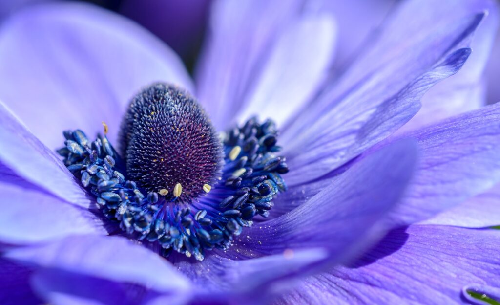 Closeup Shot flower